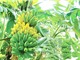Vật liệu phát hiện chất cấm sử dụng trong nuôi trồng thủy sản từ phế phẩm cây chuối